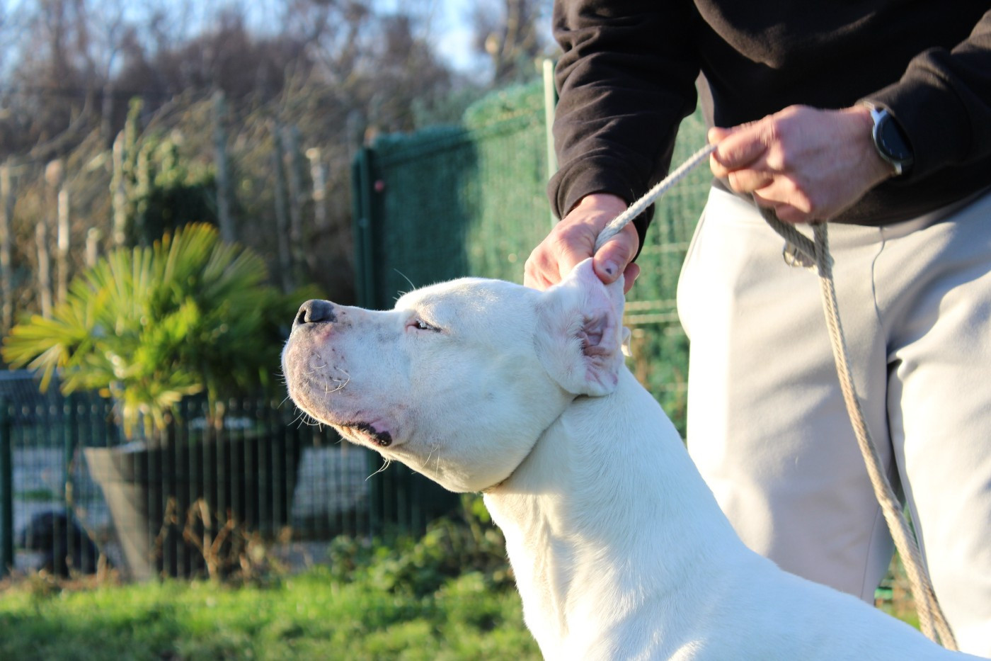 CH. Vénus del Camino Del Oro Blanco