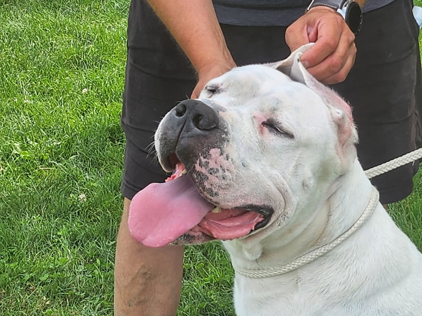 Spartakus zlota troja