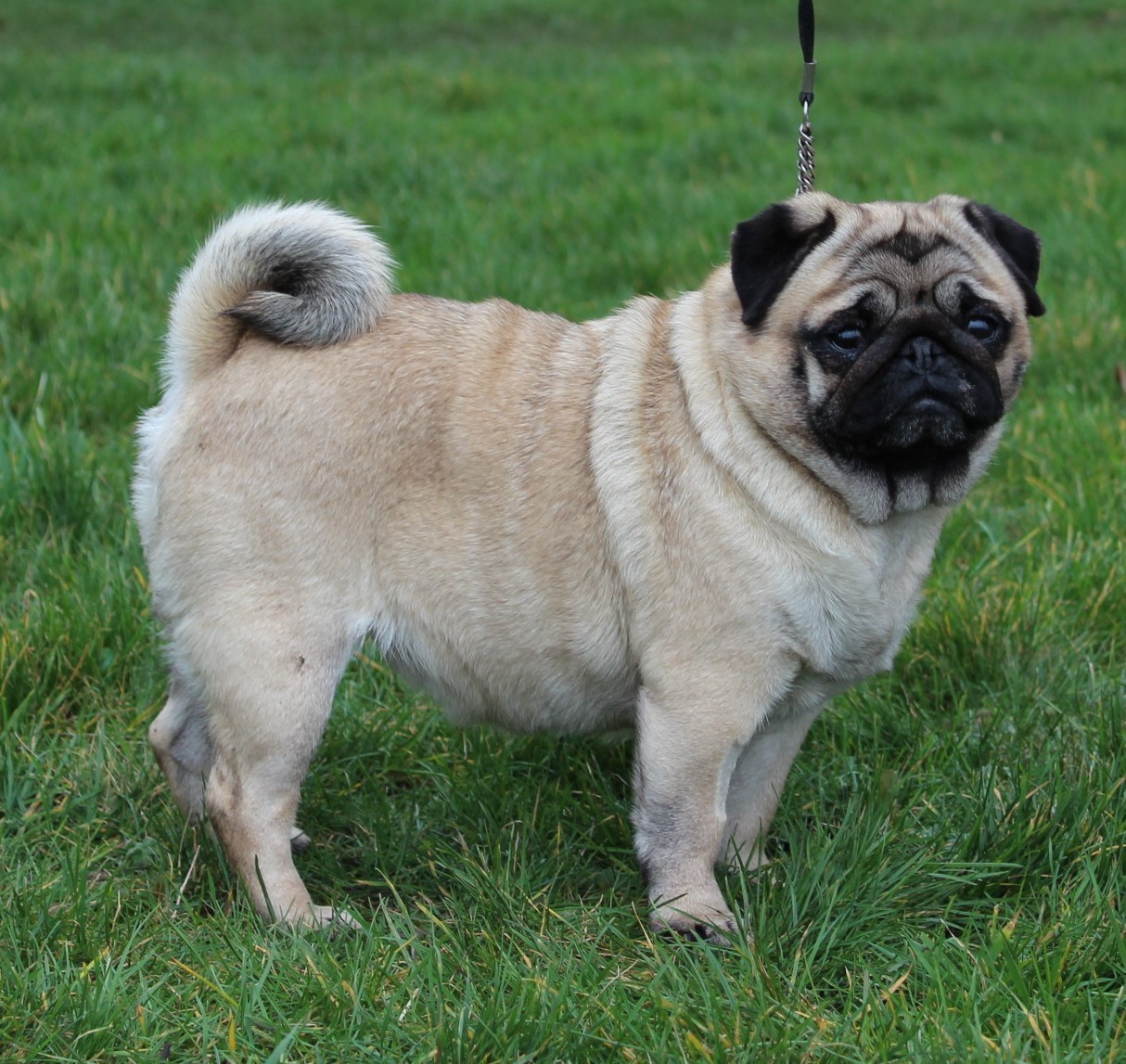 Sissi del Camino Del Oro Blanco