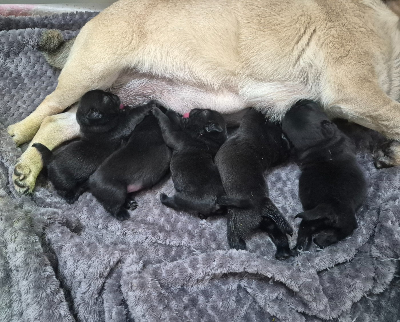 Chiots noirs, disponibles à la réservation