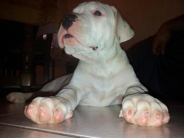Hellboy Del Camino Del Oro Blanco