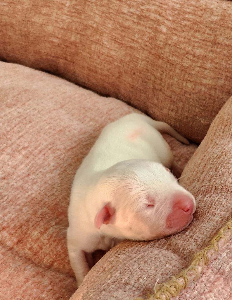 del Camino Del Oro Blanco - Chiots disponibles - Dogo Argentino