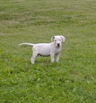 del Camino Del Oro Blanco - Chiots disponibles - Dogo Argentino