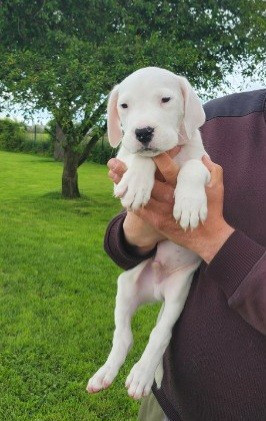 del Camino Del Oro Blanco - Chiots disponibles - Dogo Argentino