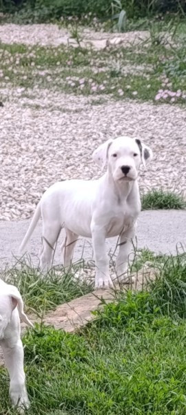del Camino Del Oro Blanco - Chiots disponibles - Dogo Argentino