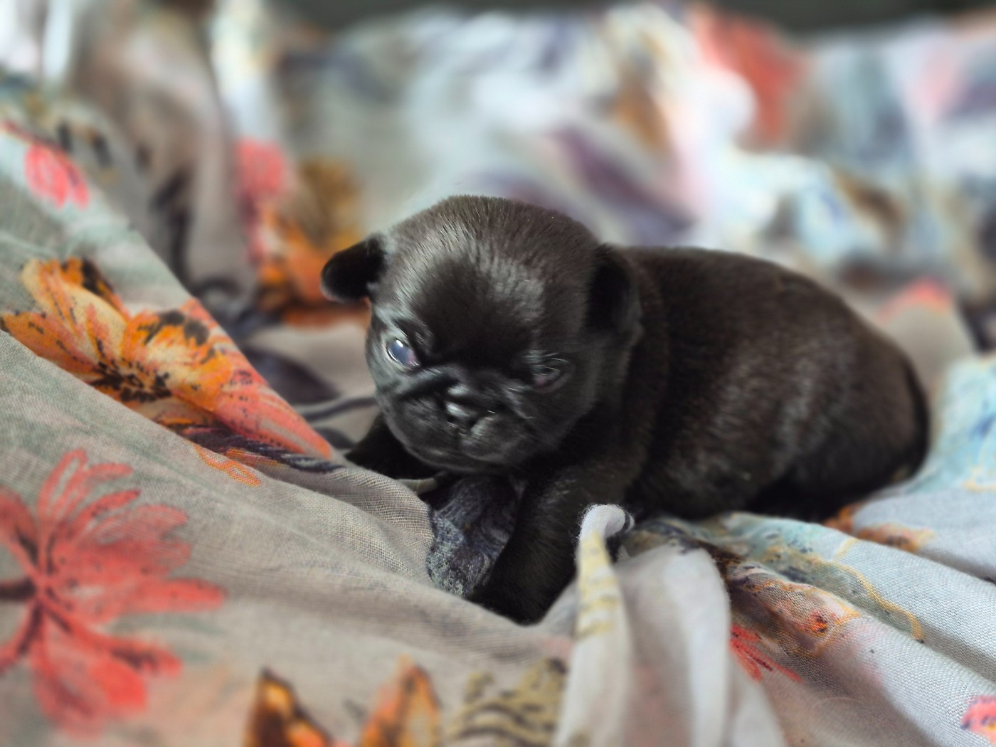 del Camino Del Oro Blanco - Chiots disponibles - Carlin