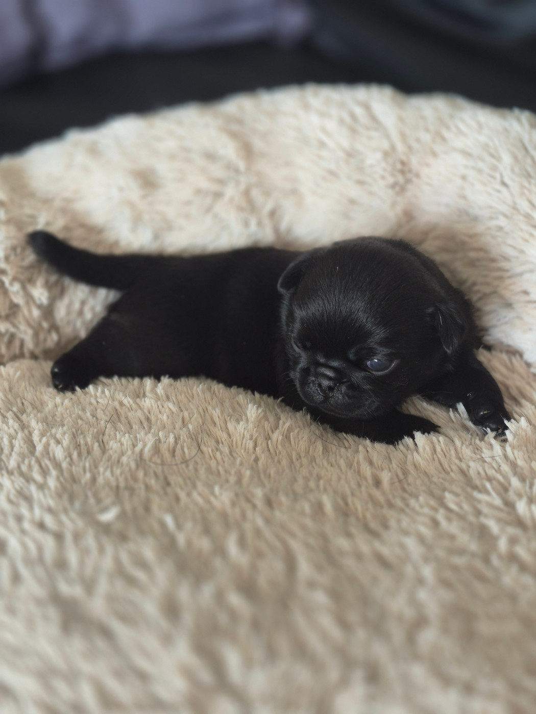 del Camino Del Oro Blanco - Chiots disponibles - Carlin