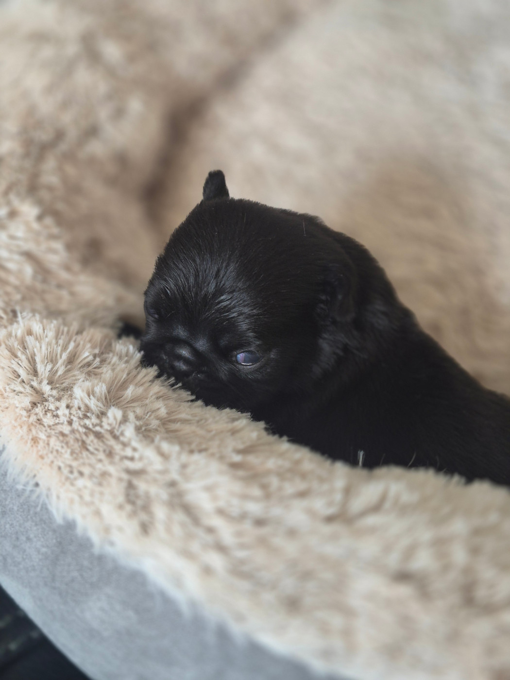 del Camino Del Oro Blanco - Chiots disponibles - Carlin