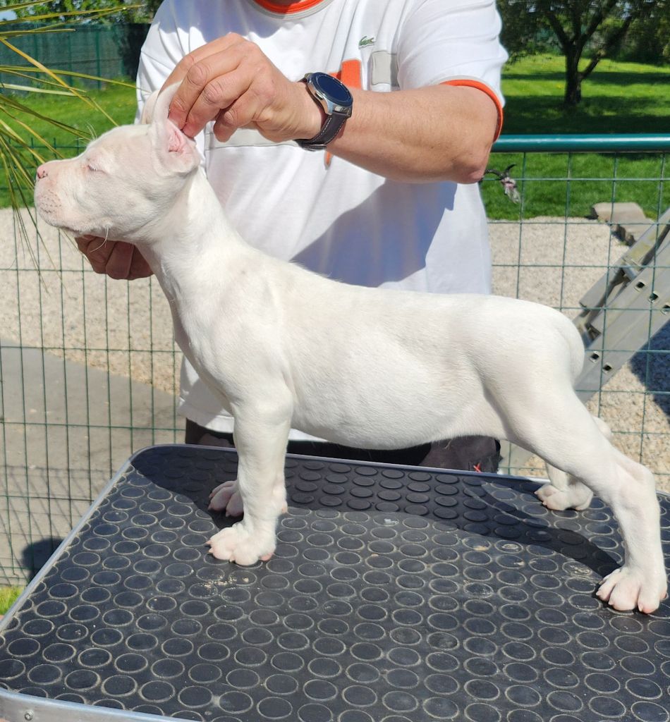 del Camino Del Oro Blanco - Chiots disponibles - Dogo Argentino