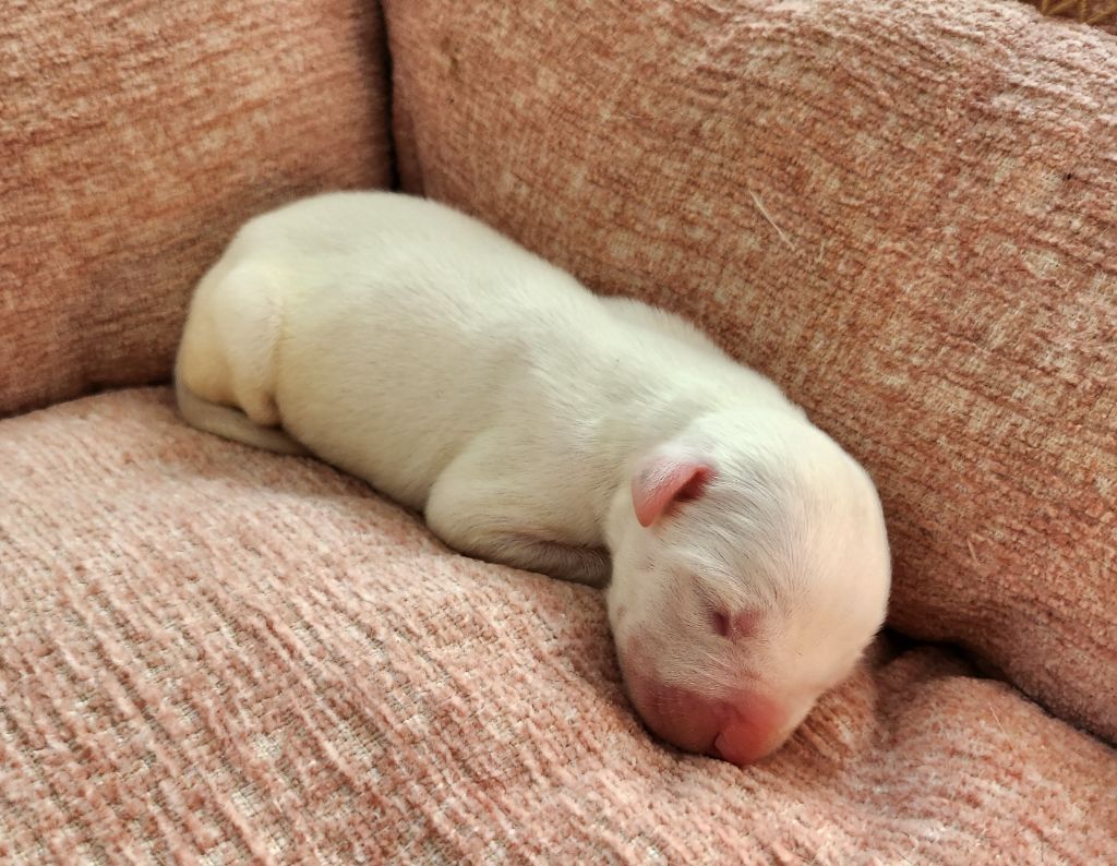 del Camino Del Oro Blanco - Chiots disponibles - Dogo Argentino