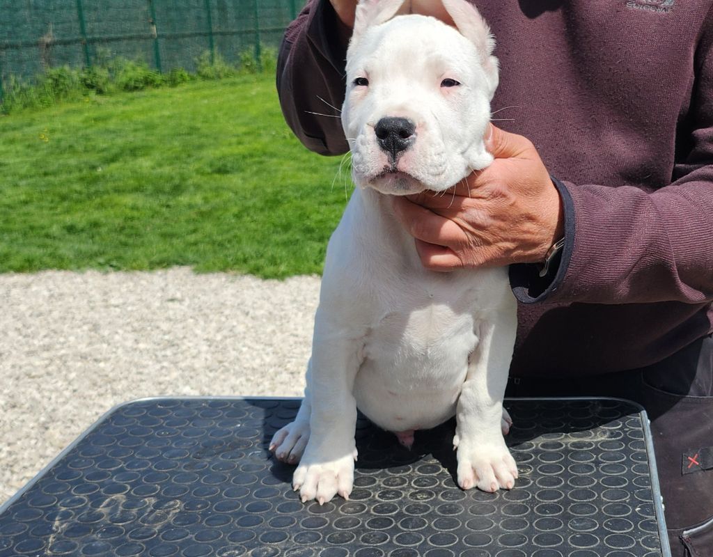 del Camino Del Oro Blanco - Chiots disponibles - Dogo Argentino