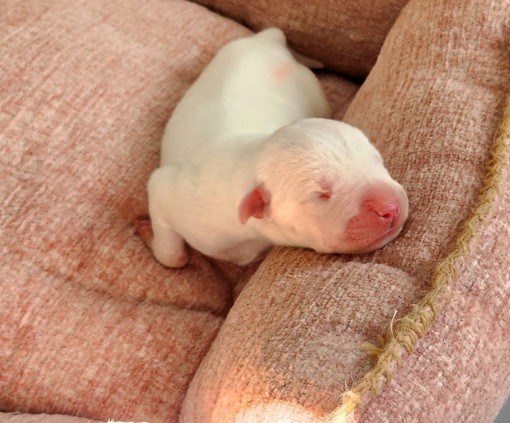 del Camino Del Oro Blanco - Chiots disponibles - Dogo Argentino