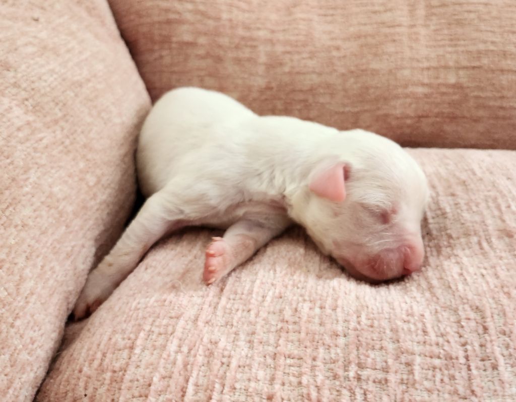 del Camino Del Oro Blanco - Chiots disponibles - Dogo Argentino