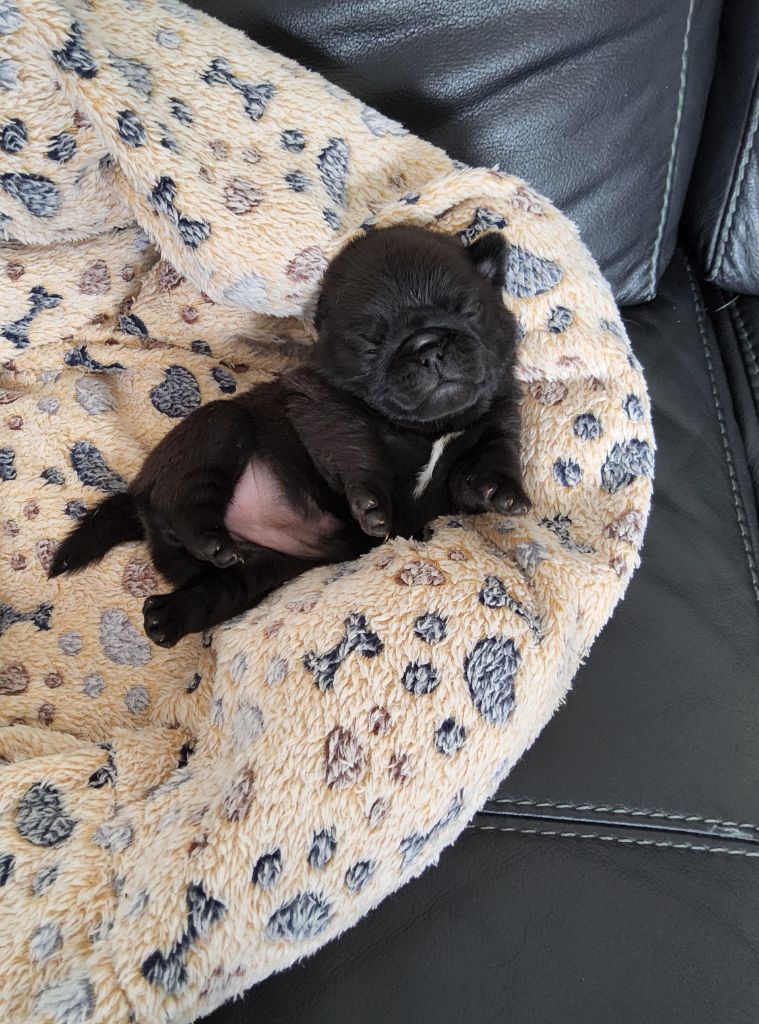 del Camino Del Oro Blanco - Chiots disponibles - Carlin