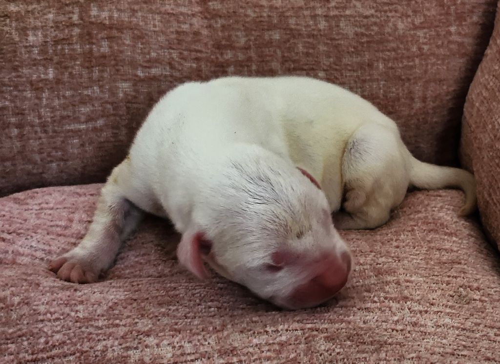 del Camino Del Oro Blanco - Chiots disponibles - Dogo Argentino