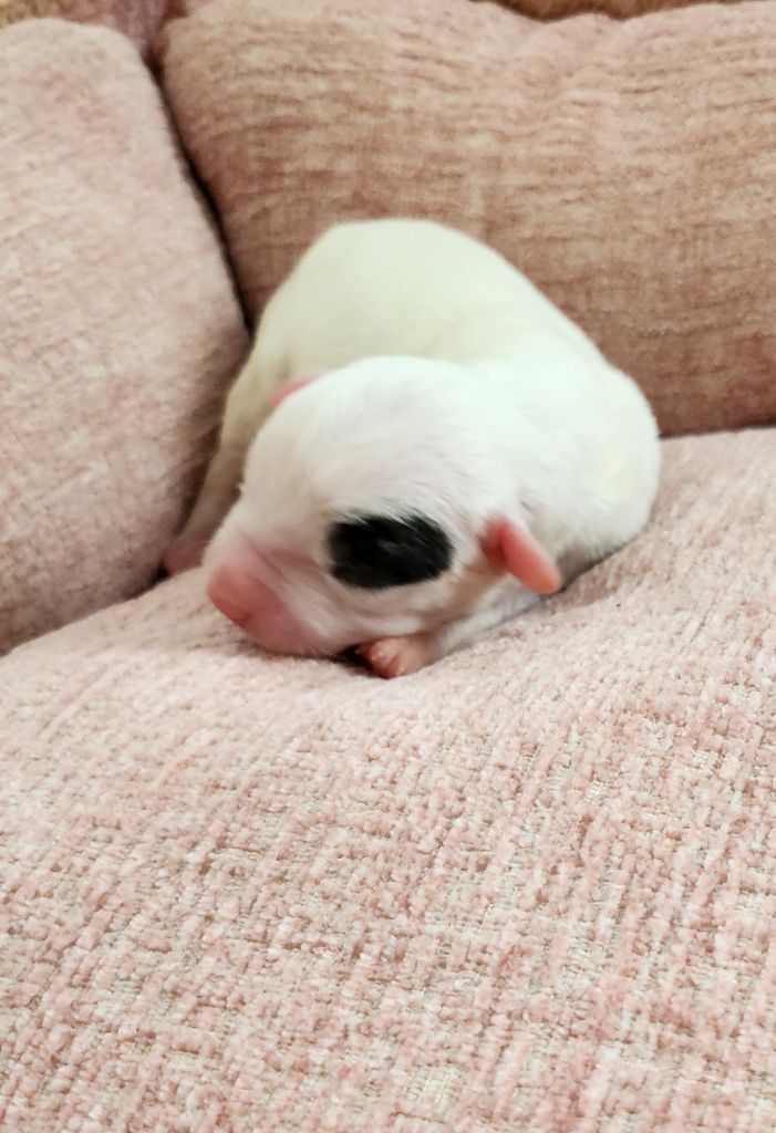 del Camino Del Oro Blanco - Chiots disponibles - Dogo Argentino