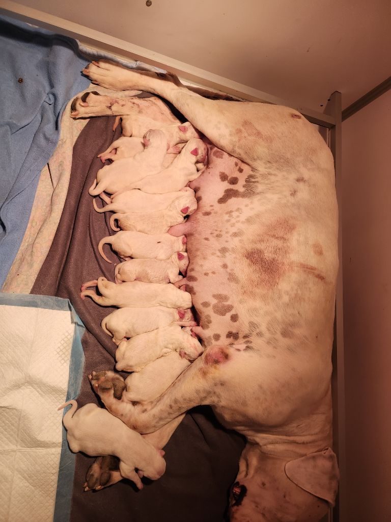 del Camino Del Oro Blanco - Dogo Argentino - Portée née le 28/06/2025