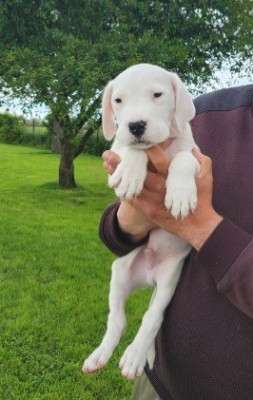 Chiot N°1