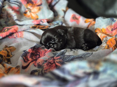 Chiot N°4