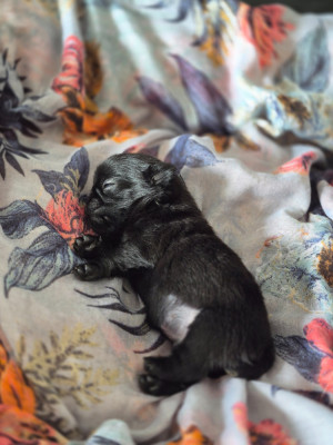 Chiot N°2