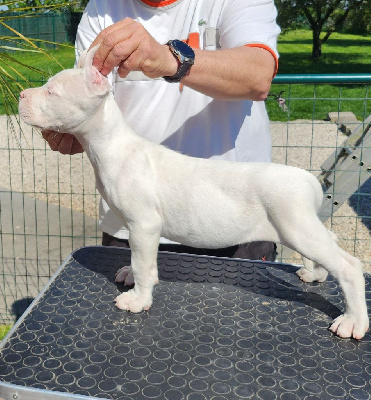 CHIOT 1