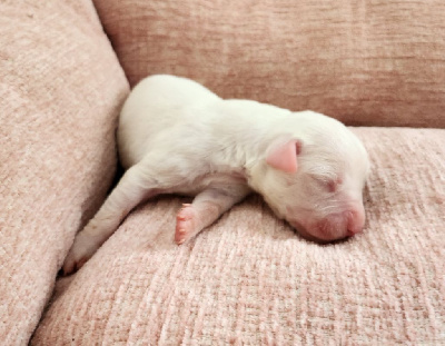 CHIOT 10