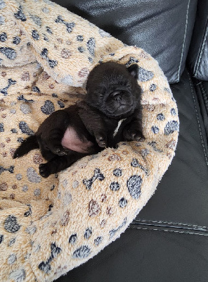 CHIOT 5