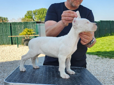 CHIOT 4