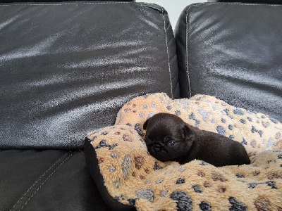 CHIOT 3