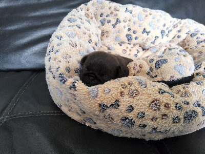 CHIOT 4