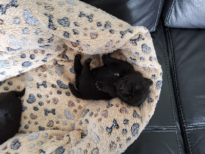 CHIOT 2