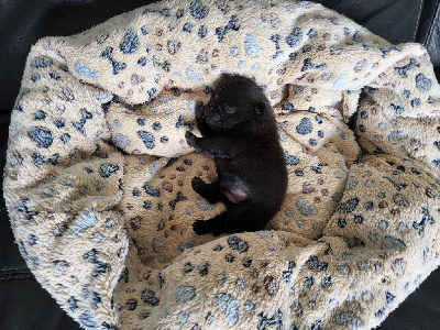 CHIOT 1