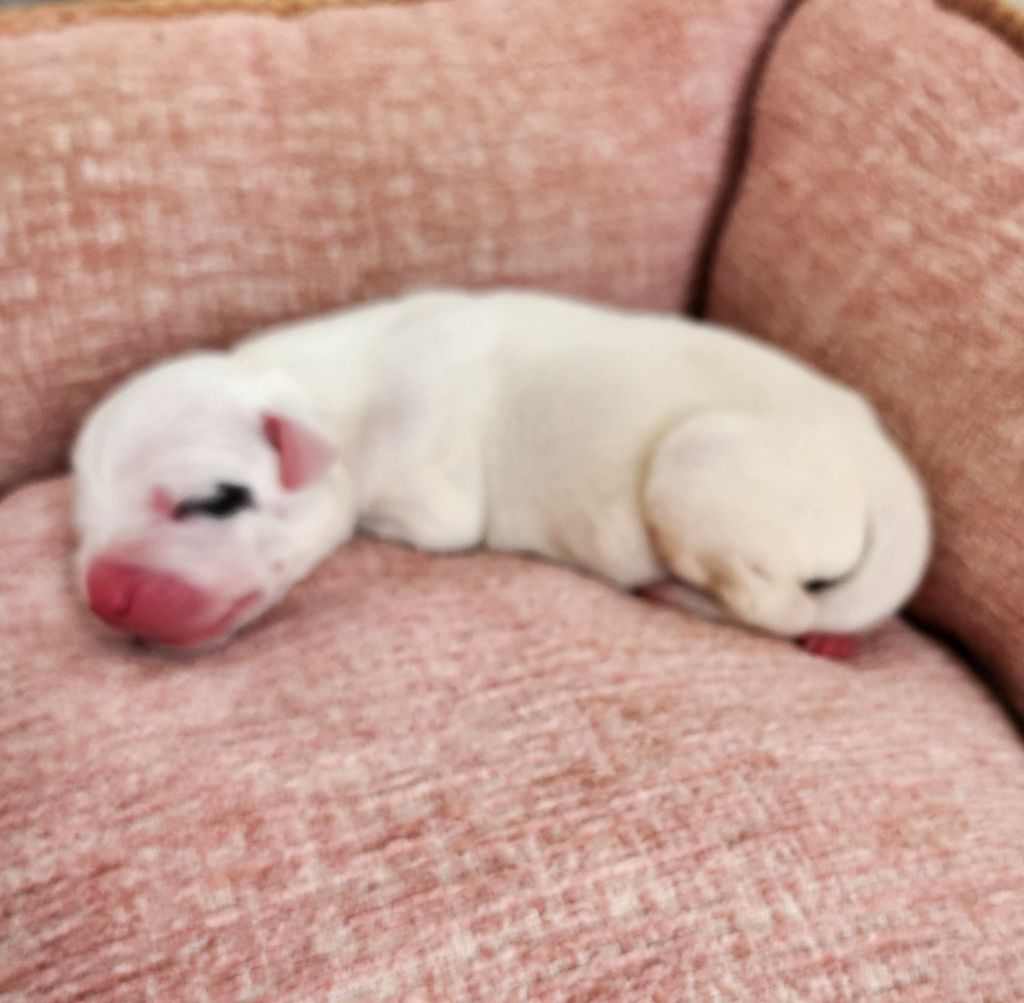 del Camino Del Oro Blanco - Chiots disponibles - Dogo Argentino