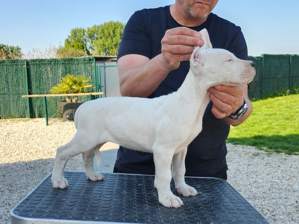 del Camino Del Oro Blanco - Chiots disponibles - Dogo Argentino