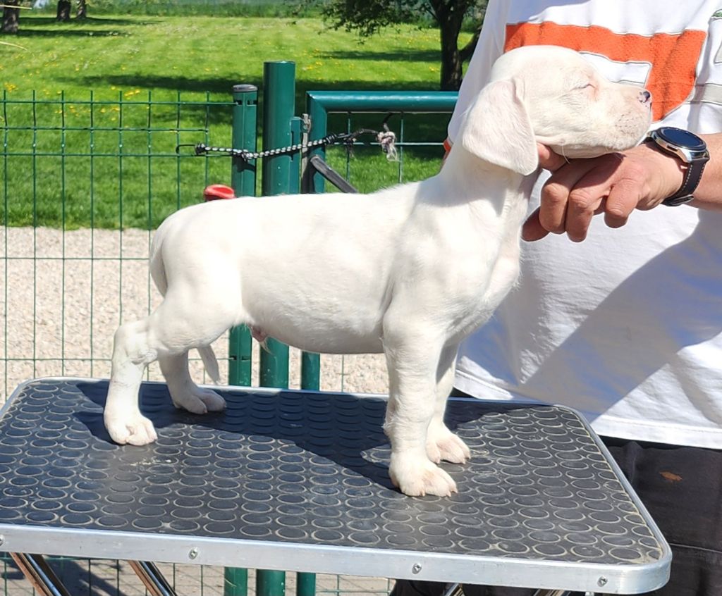 del Camino Del Oro Blanco - Chiots disponibles - Dogo Argentino