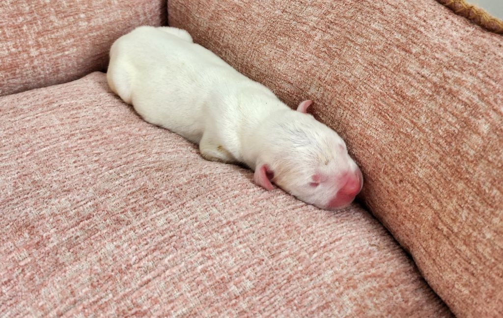 del Camino Del Oro Blanco - Chiots disponibles - Dogo Argentino